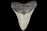 Fossil Megalodon Tooth - North Carolina #79901-1